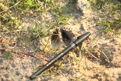 Mazama gouazoubira