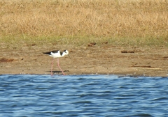 Himantopus mexicanus