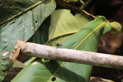 Tachinini