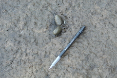 Hydrochoerus hydrochaeris