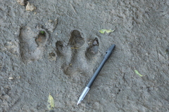 Hydrochoerus hydrochaeris