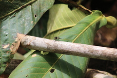 Tachinini