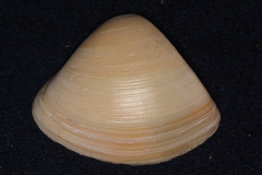 Crassula aequilatera