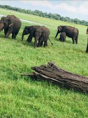 Elephas maximus maximus