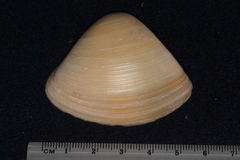 Crassula aequilatera