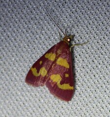 Pyrausta tyralis