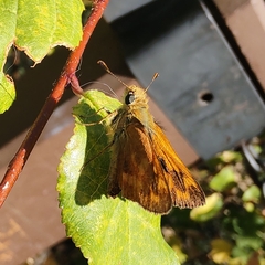 Ochlodes sylvanoides