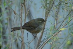 Microspingus cabanisi
