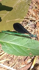 Calopteryx