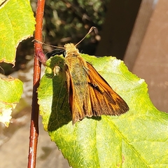 Ochlodes sylvanoides