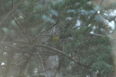 Basileuterus culicivorus