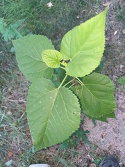 Morus nigra
