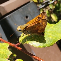 Ochlodes sylvanoides