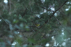 Basileuterus culicivorus