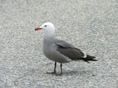 Larus heermanni