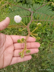 Mimosa pigra