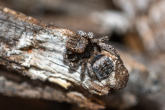 Maratus vespertilio
