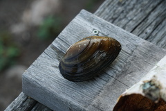 Pyganodon grandis