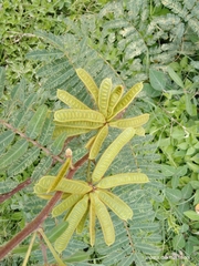 Mimosa pigra