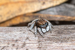 Maratus vespertilio