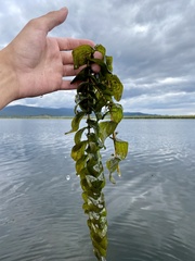 Potamogeton perfoliatus