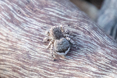 Maratus vespertilio