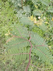 Mimosa pigra