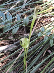 Pterostylis curta