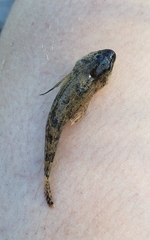 Cottus bairdii