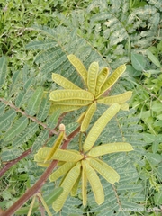 Mimosa pigra