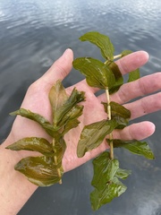 Potamogeton perfoliatus