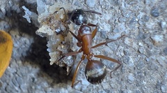 Camponotus chromaiodes