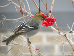 Pinicola enucleator