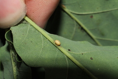 Neuroterus anthracinus