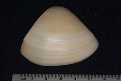 Crassula aequilatera