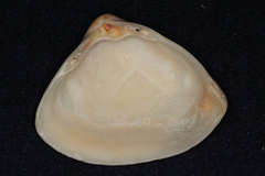 Crassula aequilatera