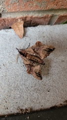 Paonias excaecata
