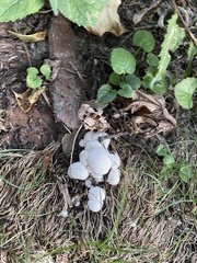 Lycoperdon curtisii
