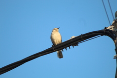 Mimus saturninus