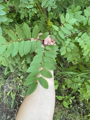 Sorbus decora
