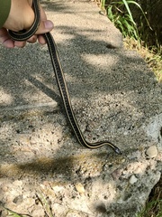 Thamnophis radix