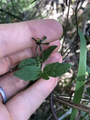 Sigesbeckia orientalis