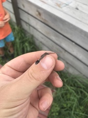 Storeria occipitomaculata