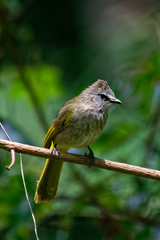 Pycnonotus flavescens