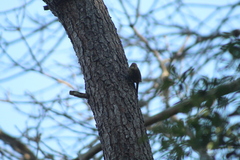 Syndactyla rufosuperciliata