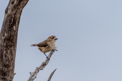 Aphelocephala leucopsis