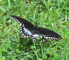 Papilio troilus