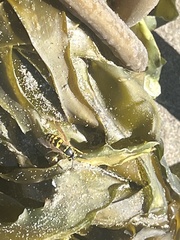 Vespula pensylvanica