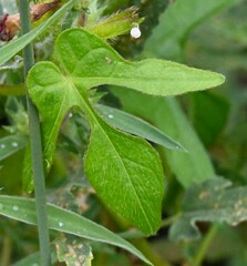 Ipomoea hederacea