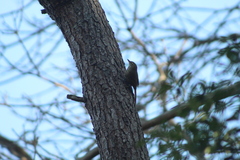 Syndactyla rufosuperciliata